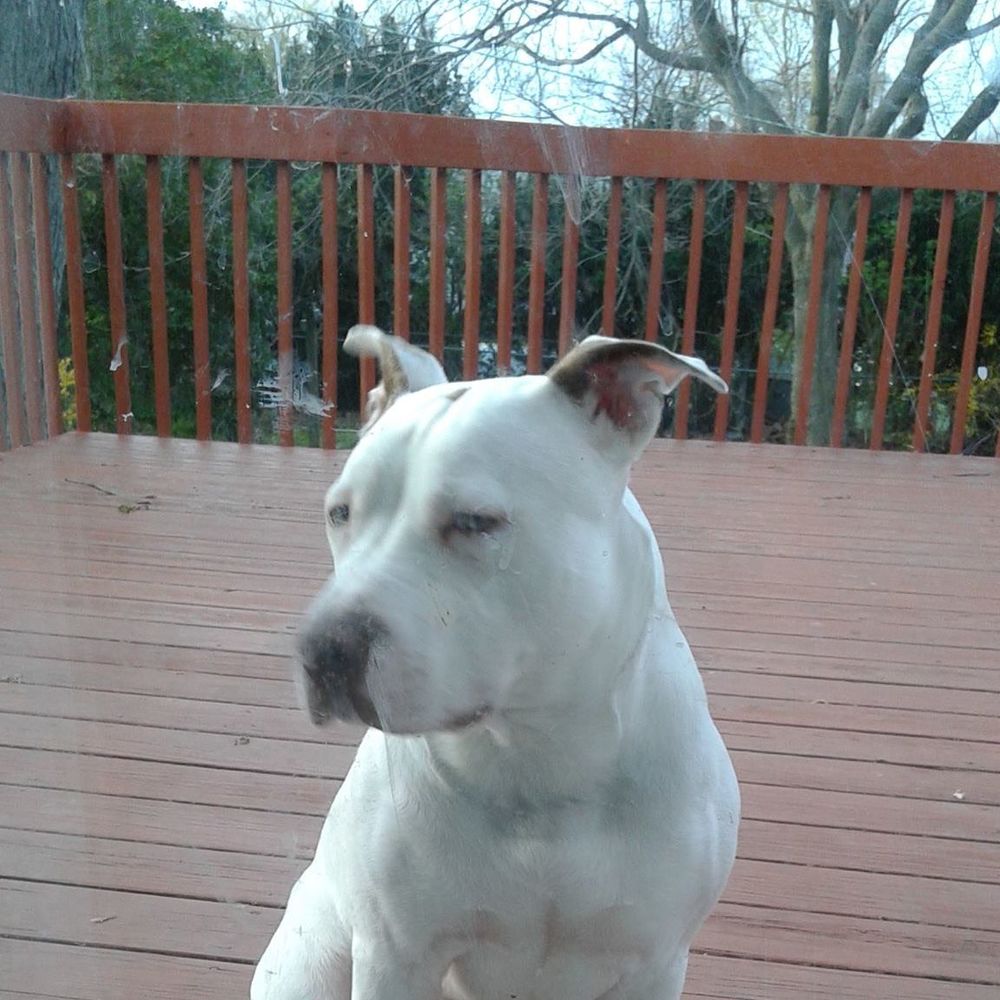 Meet your Posher, Whoflungpu